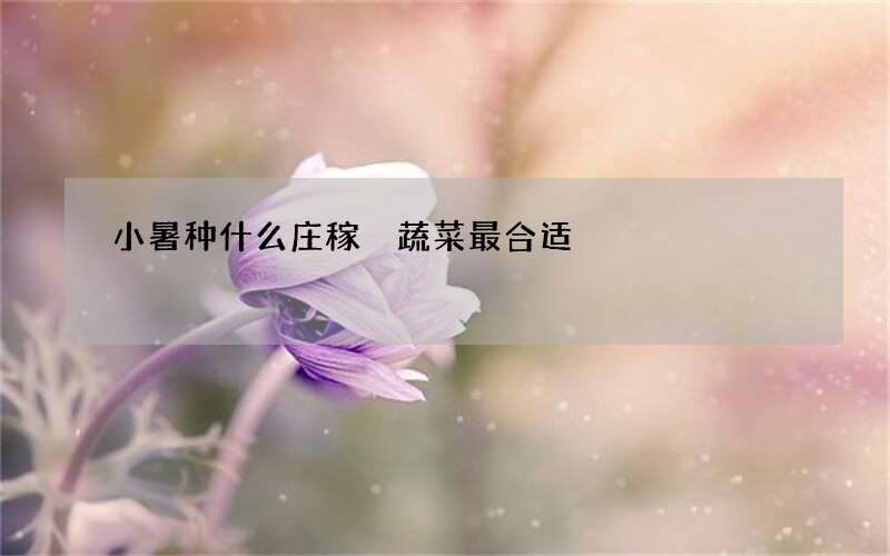 小暑种什么庄稼 蔬菜最合适